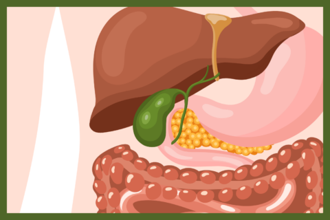 The gallbladder and other organs of the abdomen.