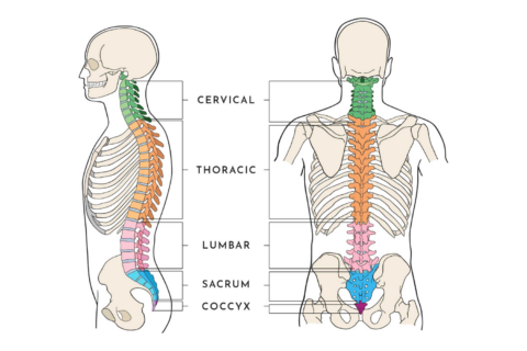 Anatomy of the spine identifying the four regions—cervical, thoracic, lumbar and sacrum/coccyx.