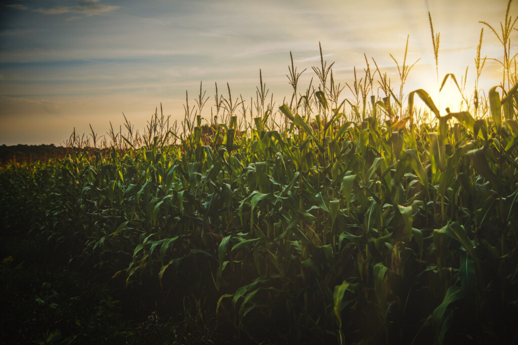 field of corn.