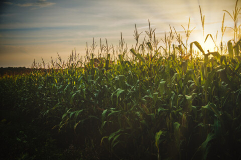 field of corn.